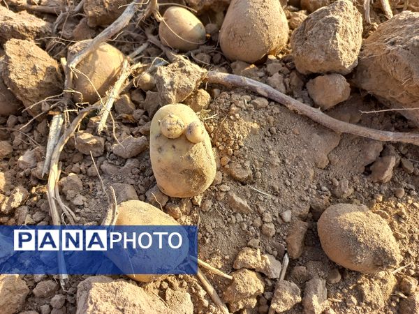 برداشت محصول سیب زمینی در روستای داغیان