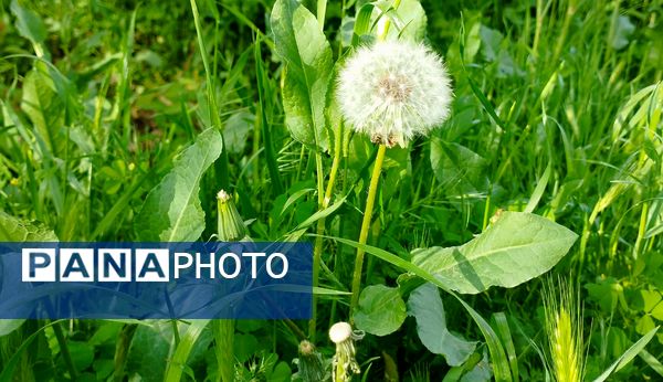روستای شلیل نگین سرسبزی در دل کوه‌های میانکوه