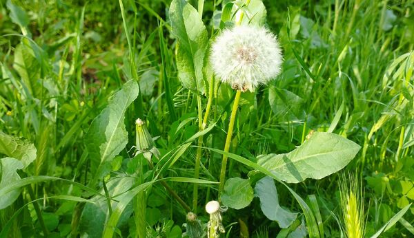 روستای شلیل نگین سرسبزی در دل کوه‌های میانکوه