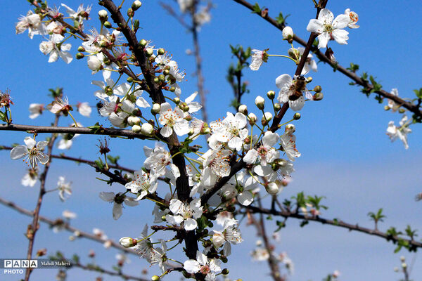 شکوفه‌های بهاری 