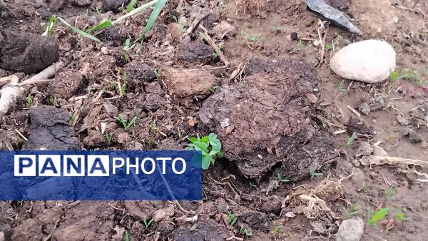 گل‌ها و درختان در شکوفایی