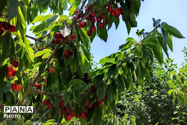 فصل چیدن یاقوت های چشم نواز در شهر بار نیشابور-۱