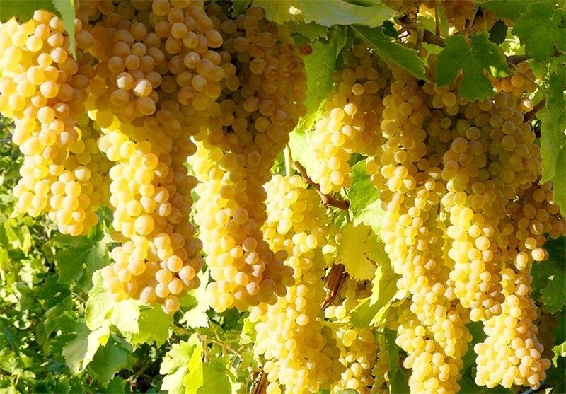  برداشت محصول دیم مرغوب آغاز شد
