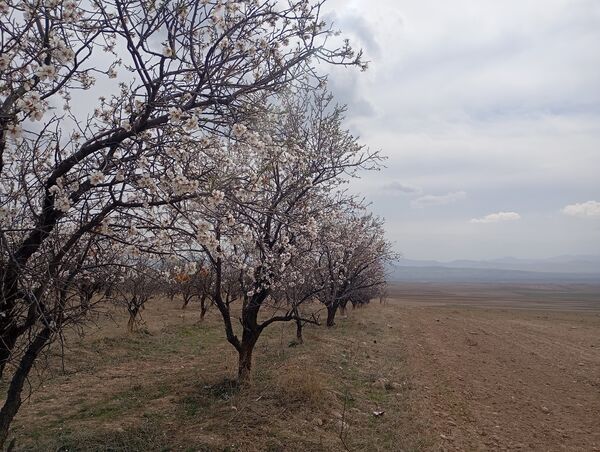  شکوفه های بهاری در روستای گزکوه