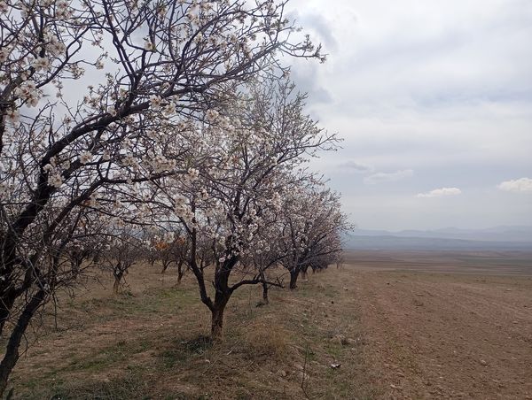  شکوفه های بهاری در روستای گزکوه