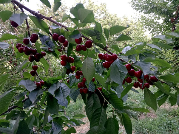 جلوه‌هایی از طبیعت تابستانی خلجستان و جعفرآباد قم