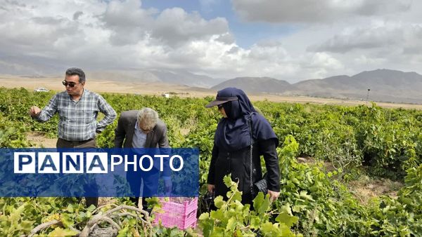 کیل گیری محصولات کشاورزی در شهرستان فاروج