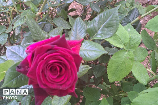 گل‌های زیبای بهاری