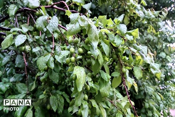 حال و هوای شهر بار بعد از بارش زیبای باران 