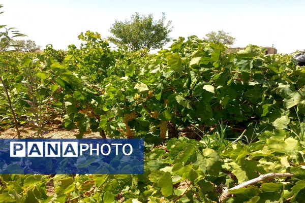 آغاز فصل برداشت انگور از باغات روستای گزکوه فاروج