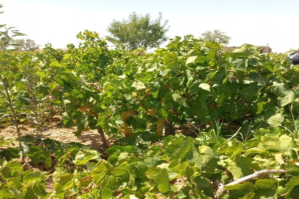 آغاز فصل برداشت انگور از باغات روستای گزکوه فاروج