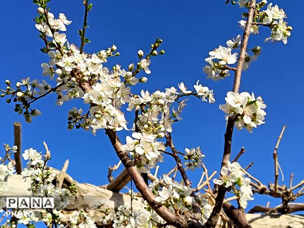 رویش شکوفه های امید در فصل بهار روستای برزنون 