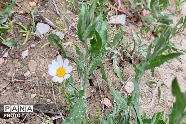 آلبوم تصویری از طبیعت زیبای شهر بار در اردیبهشت‌ماه  ۱۴۰۵ـ۲
