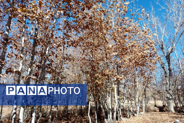 خزان زیبا در کوچه باغ‌های شهر بهمن