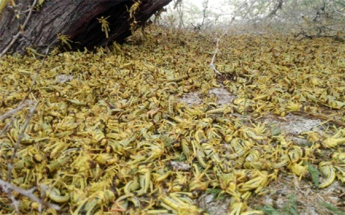 رئیس سازمان جهاد کشاورزی سیستان و بلوچستان: 15 شهر استان درگیر ملخ های صحرایی هستند