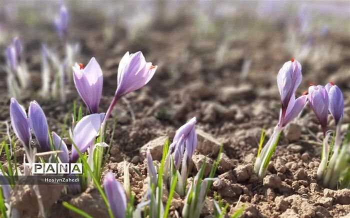 ۱۵ تن زعفران در دوماهه اول امسال صادر شد