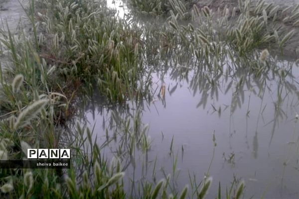طبیعت زیبا و بکر سیستان پس از دو دهه خشکسالی
