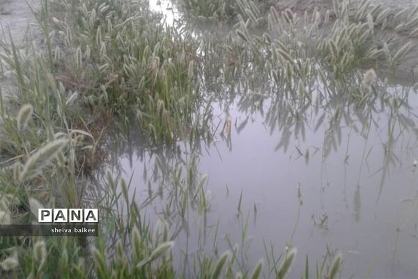 طبیعت زیبا و بکر سیستان پس از دو دهه خشکسالی