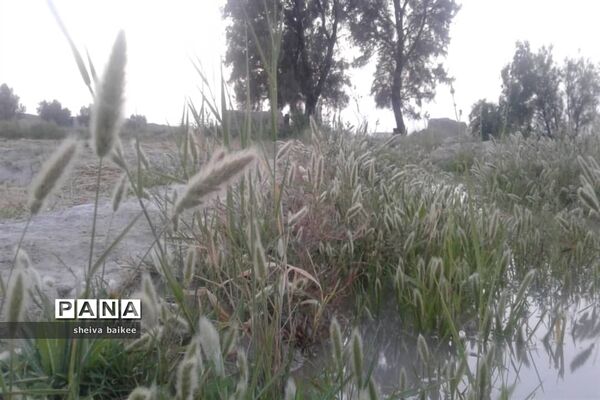 طبیعت زیبا و بکر سیستان پس از دو دهه خشکسالی