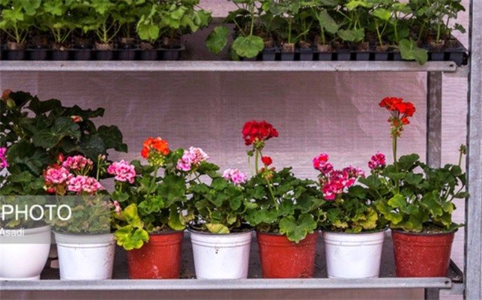 چگونه گل و گیاه آپارتمانی را تمیز کنیم؟