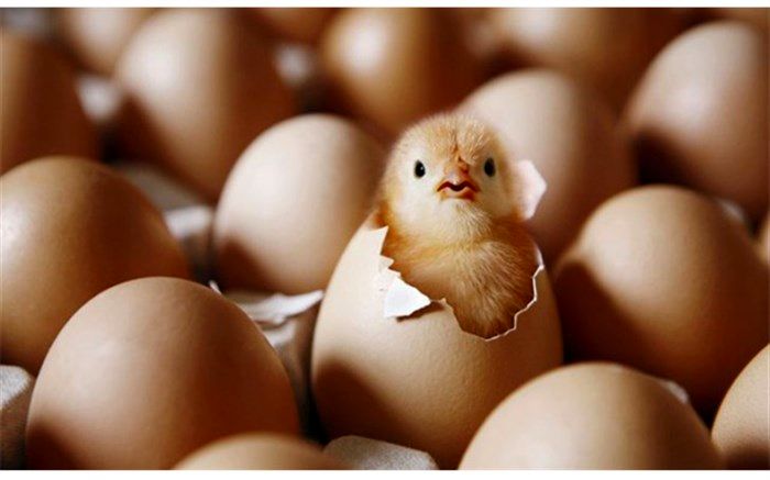 مبادله صادرات جوجه و تخم مرغ با ریال