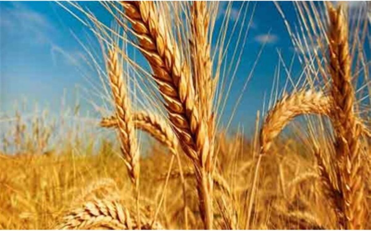 پیش بینی خرید ١٠.٥ میلیوتن گندم در سال زراعی جاری