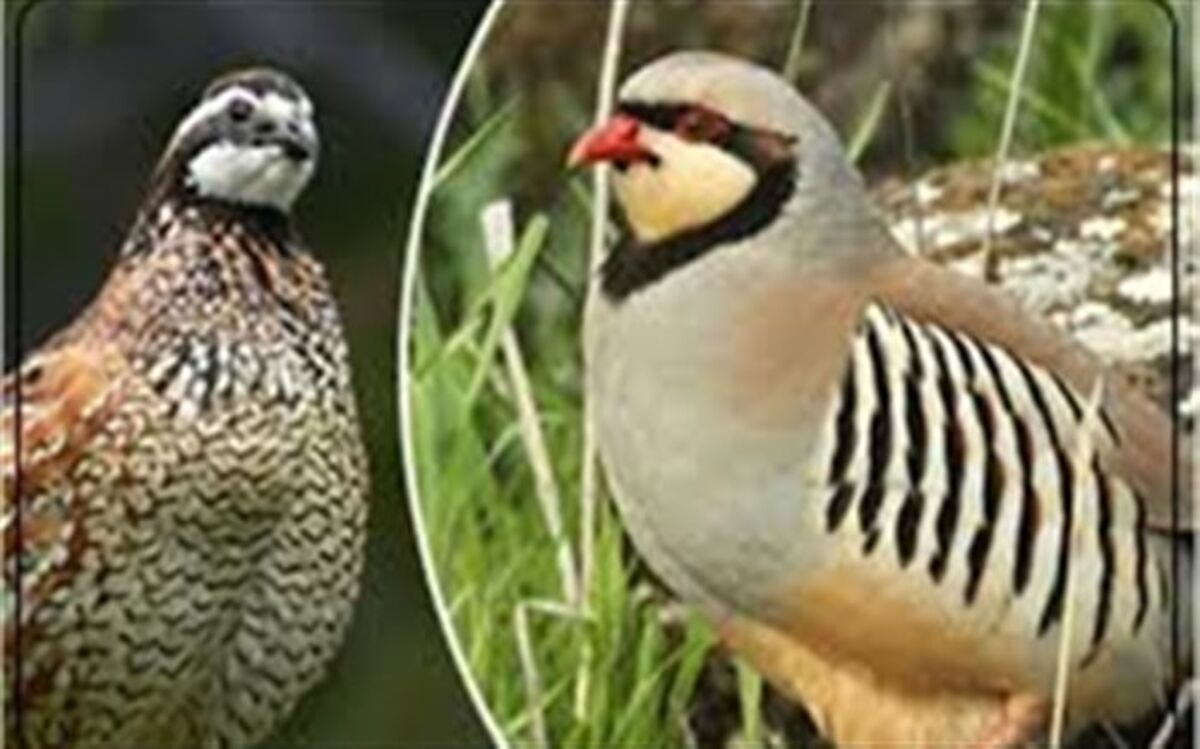برخورد جدی با شکار بی رویه کبک های رودسر