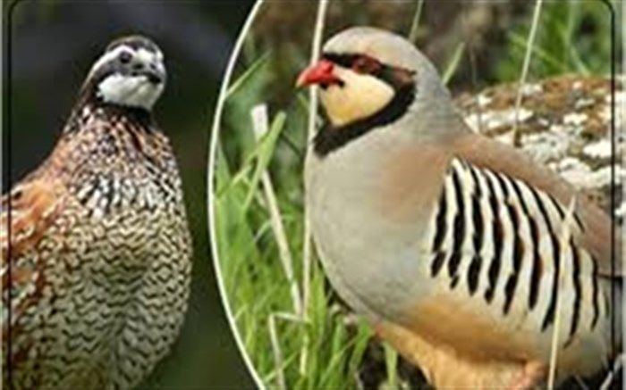 برخورد جدی با شکار بی رویه کبک های رودسر