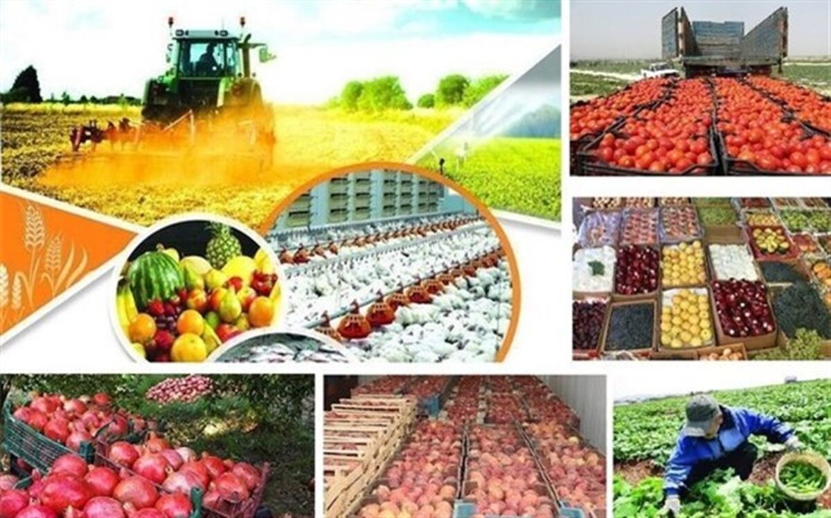 تشکیل ستاد تنظیم بازار در حوزه نهاده‌های دامی در وزارت جهاد