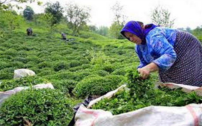 احوال نوشیدنی محبوب ایرانیان چگونه است؟