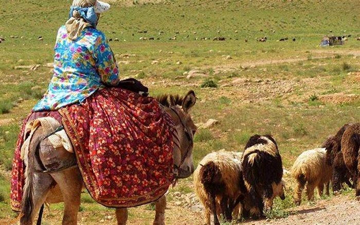 قندالی:کرونا کوچ عشایر را به تعویق انداخت