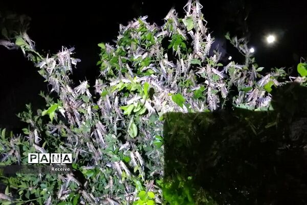 حمله ملخ ها به مزارع در قیروکارزین فارس