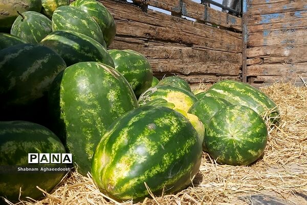 آغاز فصل گرما و رونق فروش هندوانه