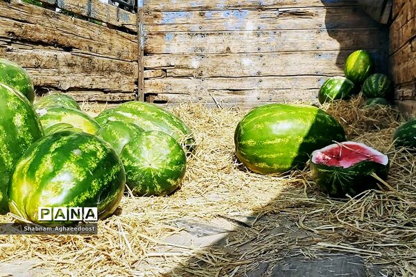 آغاز فصل گرما و رونق فروش هندوانه