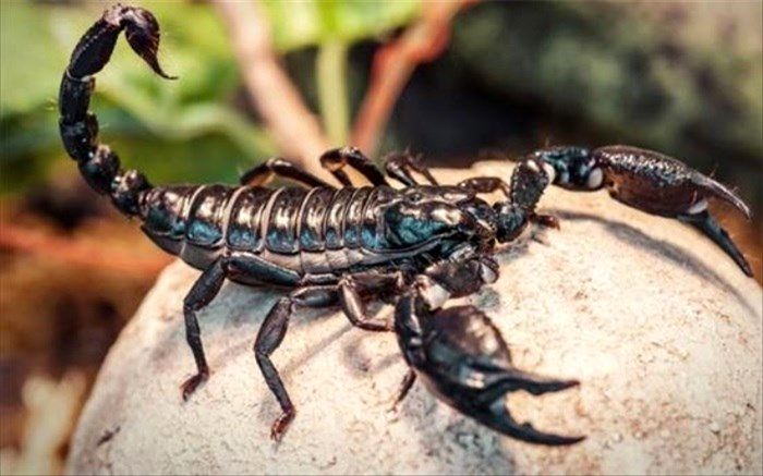 «الماس» بلای جان کپرنشینان دره سُمسیل‌ها