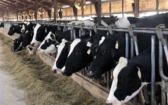 تورم تولیدکننده گاوداری های صنعتی به ۳۶ درصد افزایش یافت