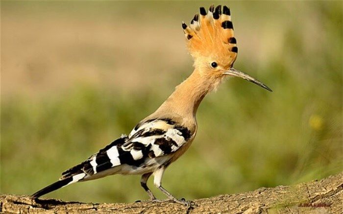 معامله پرنده‌های وحشی در اپلیکیشن‌های اینترنتی!