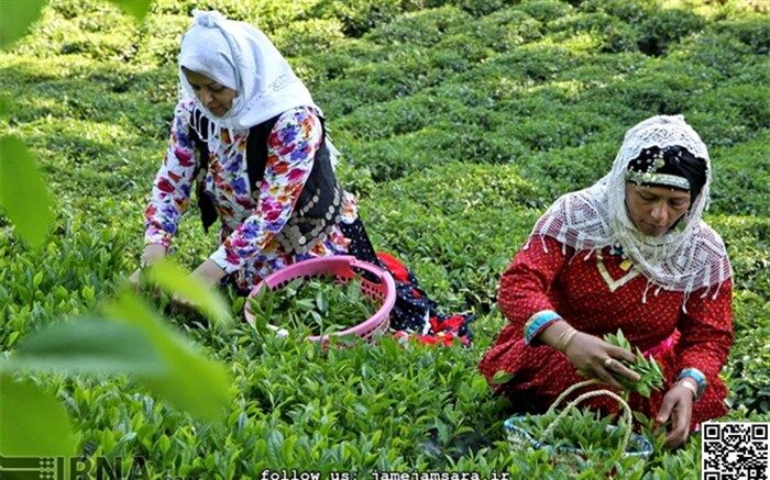چین بهاره برگ سبز چای  در گیلان به پایان رسید