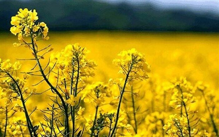 وابستگی ۸۴ درصدی صنعت روغن به واردات قابل قبول نیست