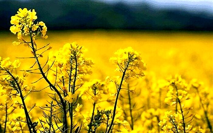 وابستگی ۸۴ درصدی صنعت روغن به واردات قابل قبول نیست