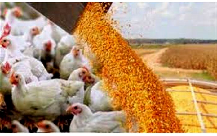 کاهش 7 درصدی ارزش واردات نهاده های دام و طیور