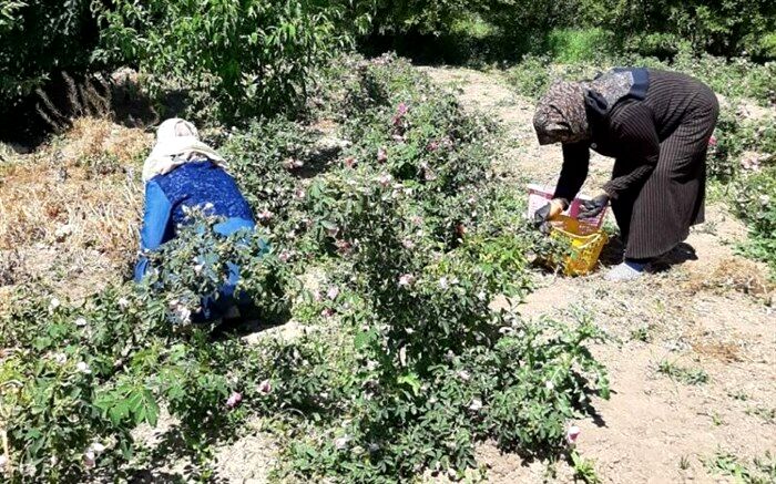 آغاز برداشت ۱۷ تن گل‌محمدی در میاندوآب
