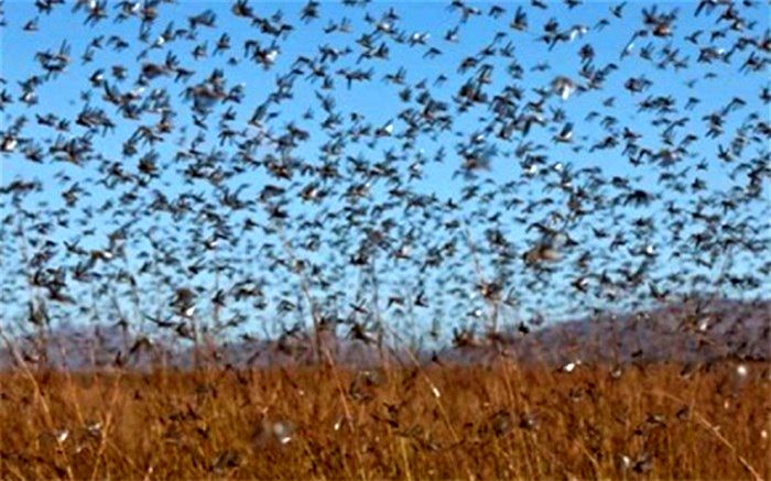 تداوم هجوم دسته‌جات ملخ صحرایی نابالغ به استان سیستان و بلوچستان