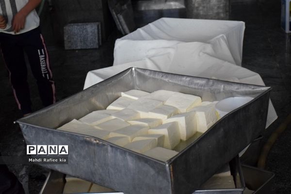 بازدید سازمان جهاد کشاورزى از نگهدارى و تولید پنیر لیقوان