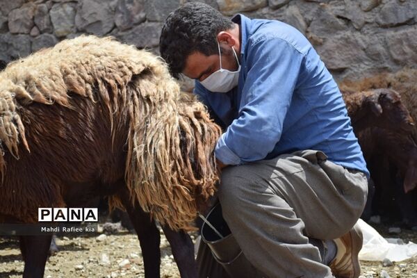 بازدید سازمان جهاد کشاورزى از نگهدارى و تولید پنیر لیقوان