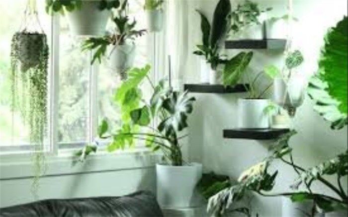 گیاهان هم می‌توانند ناقل کرونا باشند؟
