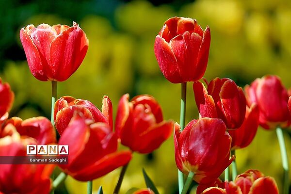 باغ ایرانی، بهشتی برای پایتخت نشینان