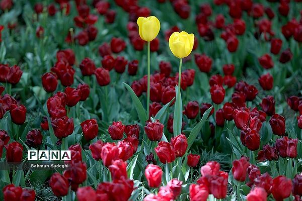 باغ ایرانی، بهشتی برای پایتخت نشینان