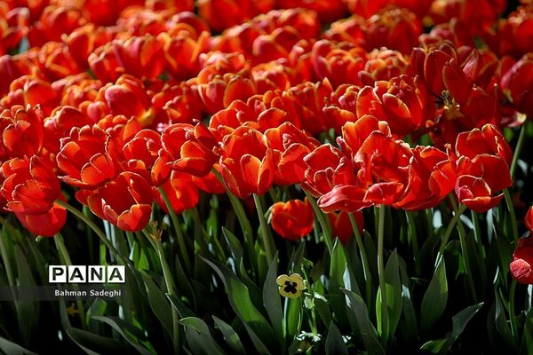 باغ ایرانی، بهشتی برای پایتخت نشینان