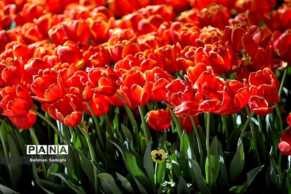 باغ ایرانی، بهشتی برای پایتخت نشینان